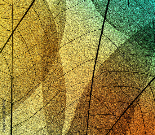 beautiful natural background of leaf skeletons on transparent of different co...