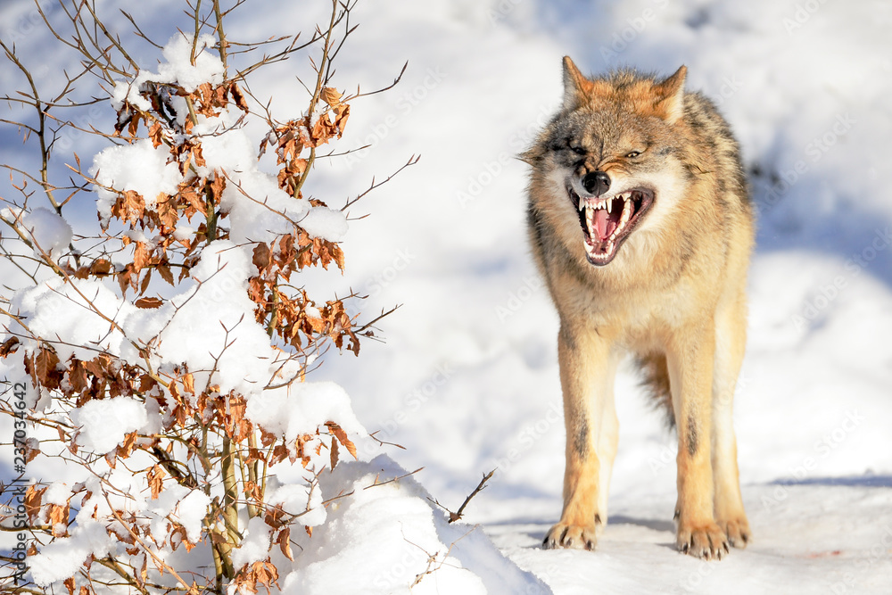 Fototapeta premium Wolf aggressiv