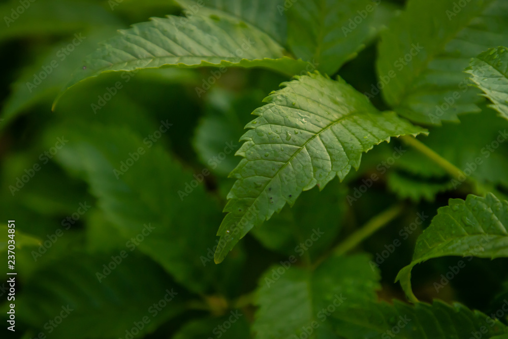 Water drops on leaves after rain Water drops on leaves after rain
