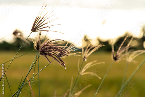 Finger grass (Swollen finger grass) with blurry green grass and sunlight background