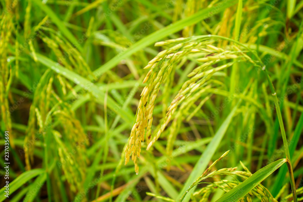 rice field in north Thailand, nature food landscape background