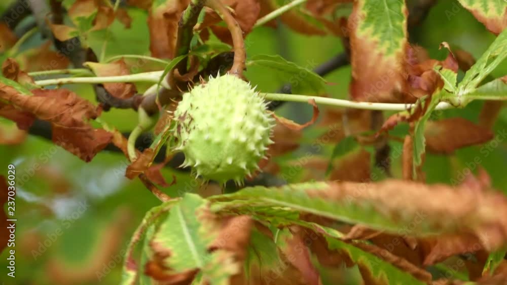 Dry chestnut leaves in the wind. Dry chestnut leaves in the wind.