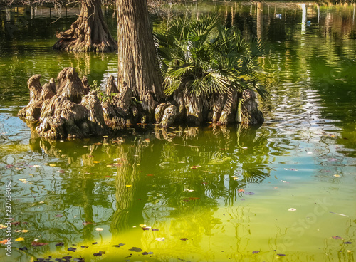 Beautiful lake with strange trees and their reflections in the Ciudadella Park, Barcelona, Spain photo