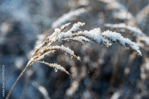 Backlit, frost covered grass on a cold and beautiful winter morning. © ako-photography