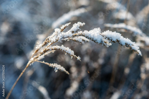 Backlit, frost covered grass on a cold and beautiful winter morning.