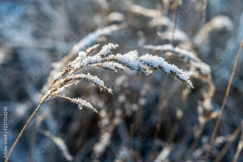 Backlit, frost covered grass on a cold and beautiful winter morning.