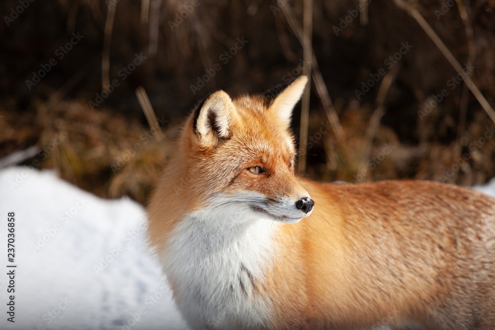 Naklejka premium fox