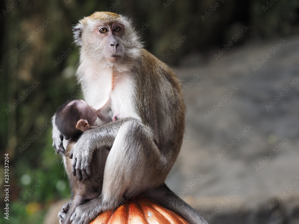 Obraz premium OLYMPUS DIGITAL CAMERA