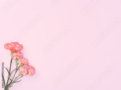 beautiful carnation flower © Xiuxia Huang
