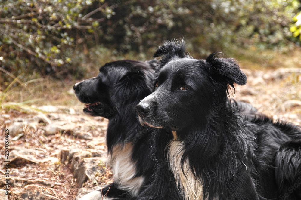 Zwei Hunde sitzen nebeneinander in der Natur