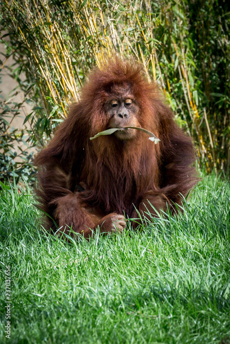 sumatran orangutan