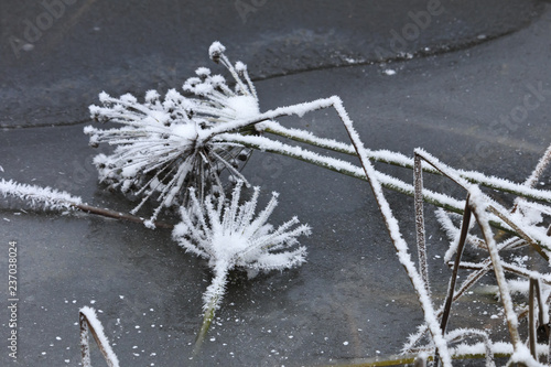 Artist's winter still nature with plants. Fototapete