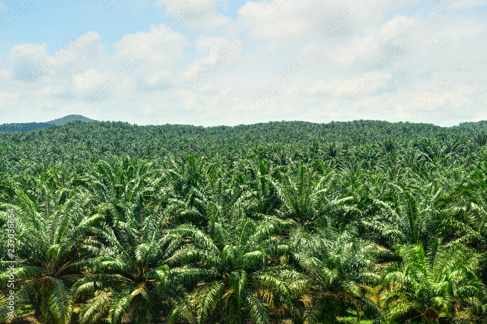 Palm Plantation in Malaysia