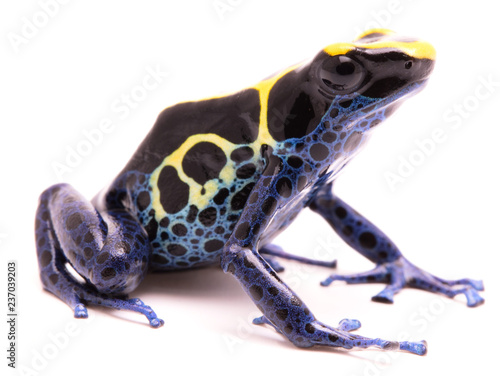 A blue yellow deying poison dart frog, Dendrobates tinctorius Kaw morph. A beautiful small exotic animal from the Amazon jungle in Suriname. Isolated on a white background. photo