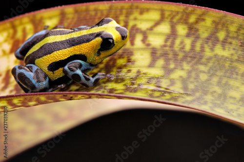 poison dart frog from the highlands of the Amazon Rain forest in Peru. Ranitomeya lamasi with bright yellow lines and blue pattern on the leggs.