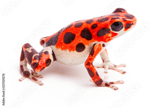 Poison dart or arrow frog, Red Frog Beach, Bastimentos, Bocas del Toro, Panama. Tropical poisonous rain forest animal, Oophaga pumilio isolated on a white background.
