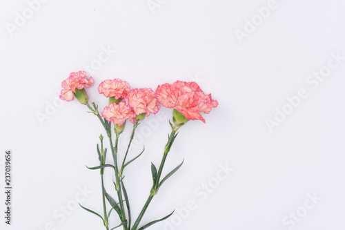 beautiful carnation flower © Xiuxia Huang