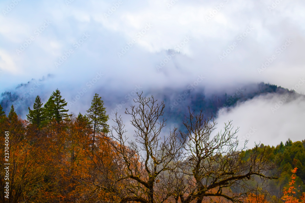 Misty mountains - stark tree branches against autumn  and evergreen trees and fog on the distant mountains
