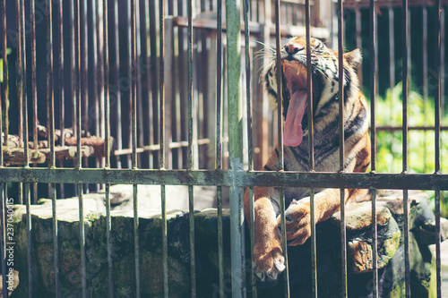 Bengal tiger in cage, Wildl...