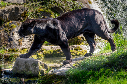 Black jaguar