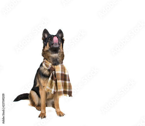 Funny cute German shepherd wearing a scarf and looking up while licking its lips (isolated on white), with copy space on the right © Kurashova