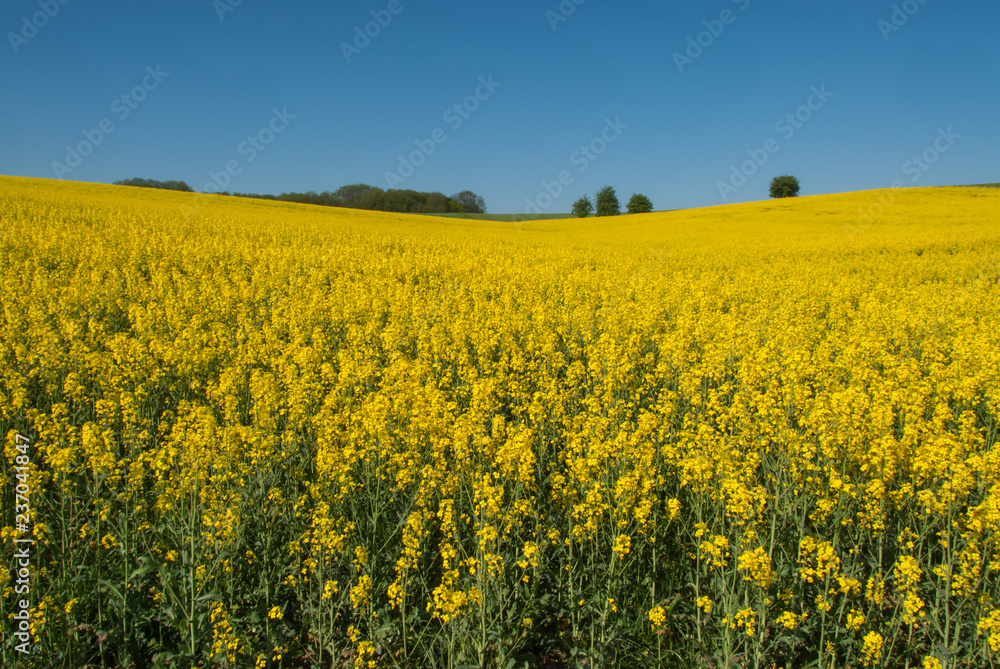 yellow Canola field and blue sky