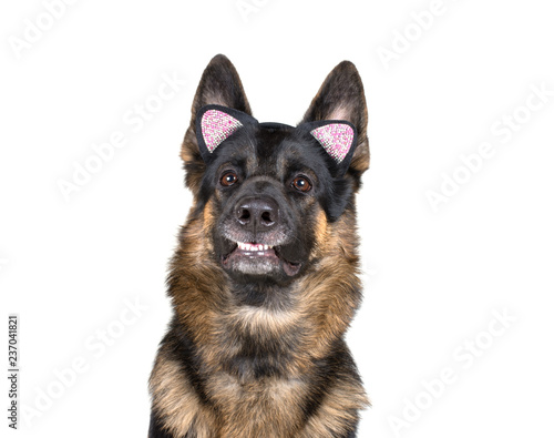 Funny angry growling German shepherd wearing a cat ear headband as a dog wearing a cat disguise (isolated on white)