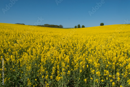 yellow Canola field and blue sky