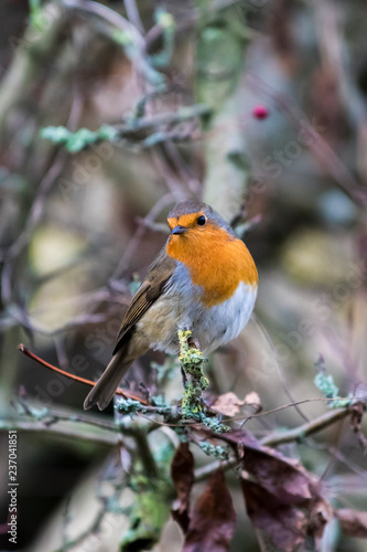 Robin perched in a tree with berries and lichen © mlau888