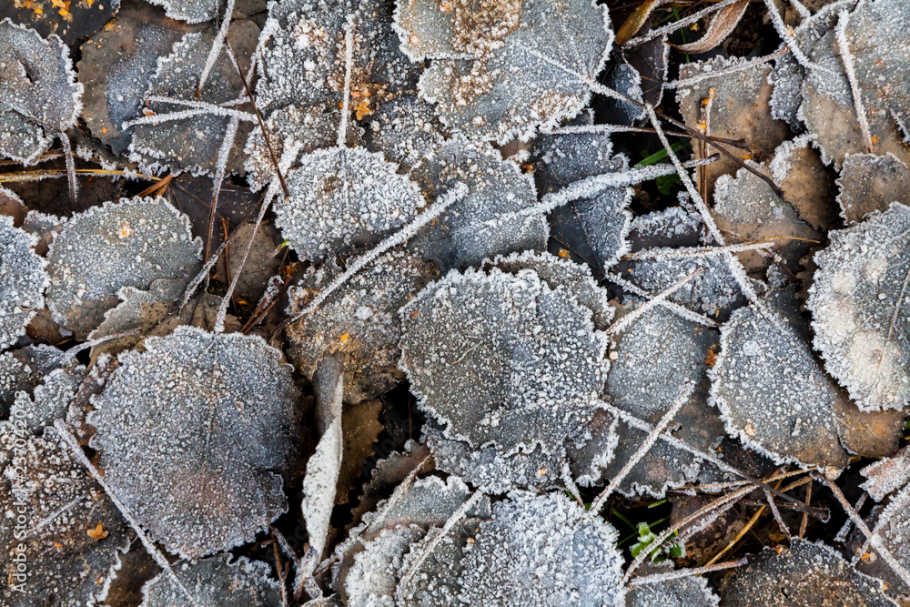 Frost auf Laub Frost auf Laub