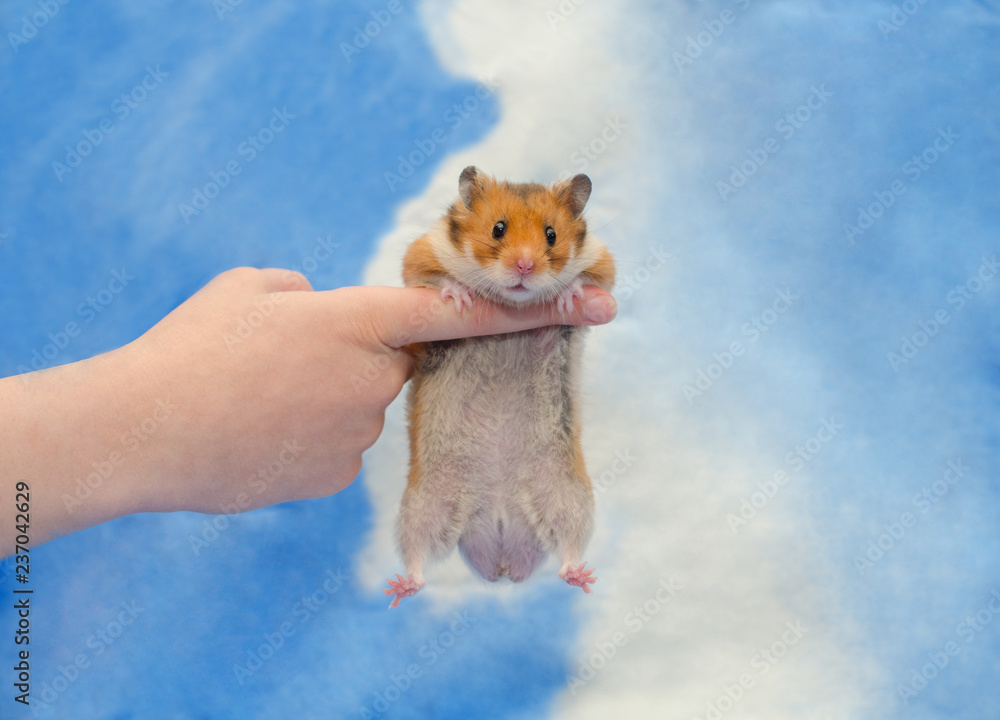 Funny cute Syrian hamster hanging on a human finger (against a blue and white background) Stock Photo | Adobe Stock Funny cute Syrian hamster hanging on a human finger (against a blue and white background) Stock Photo | Adobe Stock