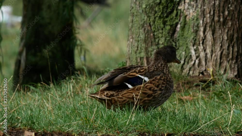 Mallard by water. Wild duck in grass. Summer lake and mallard. Mallard by water. Wild duck in grass. Summer lake and mallard.