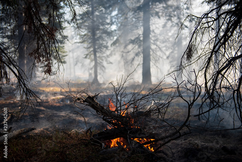 a controlled burn ignites a small pile of forest debris