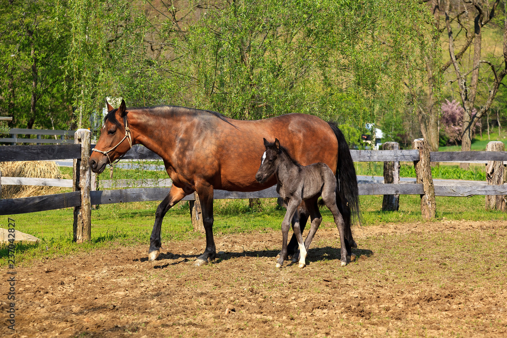 Fototapeta premium Paso Fino Mare Horse and Her Cute Colt