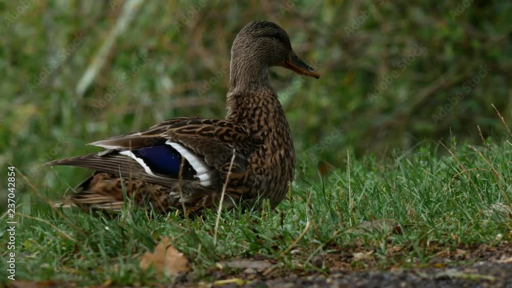 Mallard by water. Wild duck in grass. Summer lake and mallard. Mallard by water. Wild duck in grass. Summer lake and mallard.