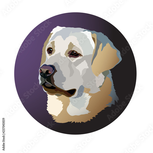 Head of a Labrador Retriever dog portrait. Vector illustration