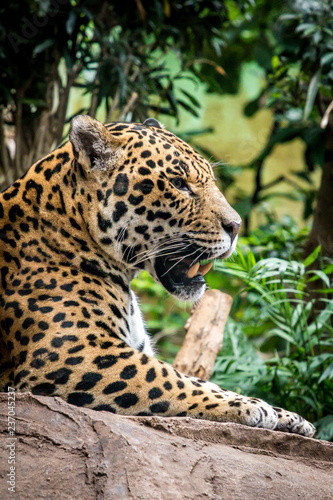 jaguar