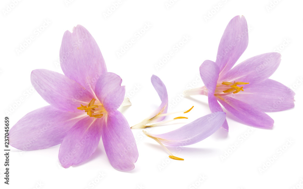 lilac crocus flowers isolated on white background