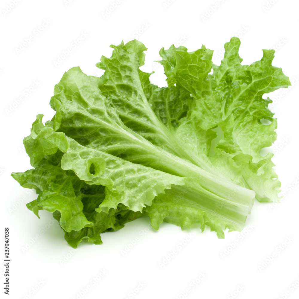 fresh green lettuce salad leaves isolated on white background fresh green lettuce salad leaves isolated on white background