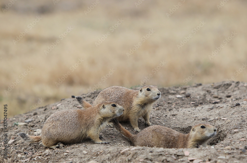Prairie dogs, Theodore Roosevelt National Park Prairie dogs, Theodore Roosevelt National Park