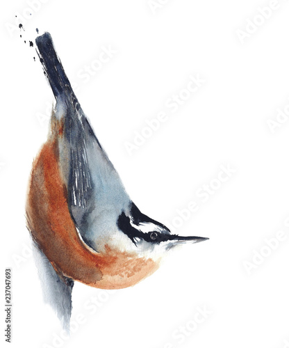 Tablou pe pânză Bird on the tree nuthatch wildlife watercolor painting illustration isolated on