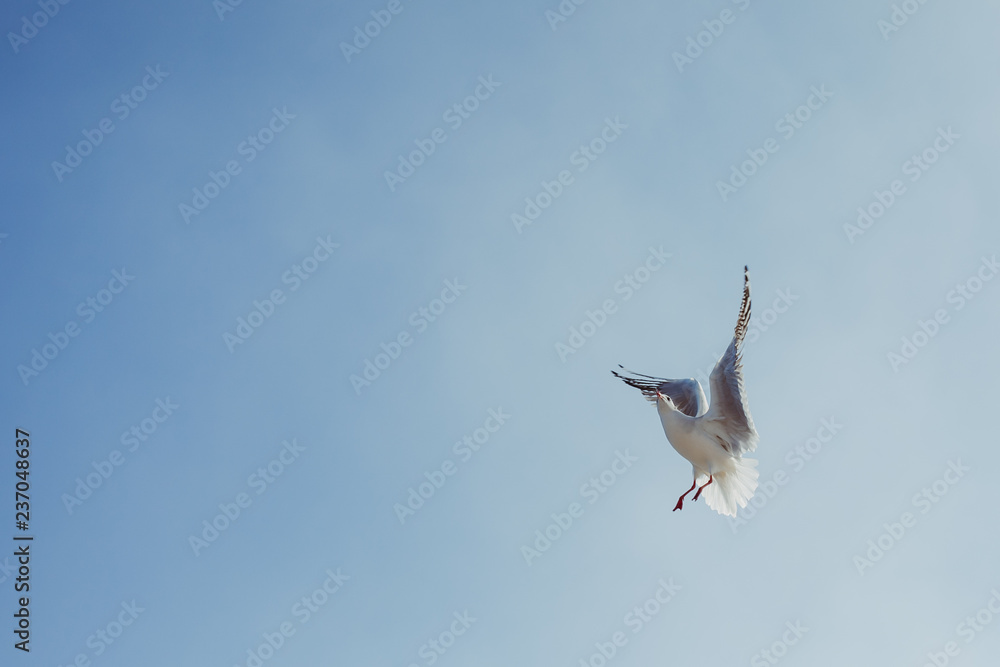 Big seagull in sky