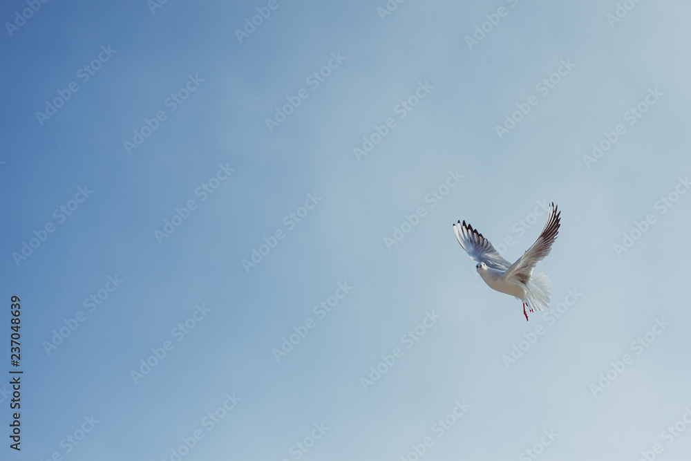 Fototapeta premium Seagulls in flight