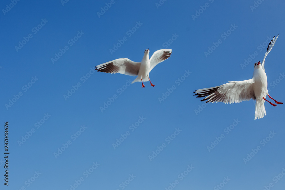Fototapeta premium Seagulls in flight