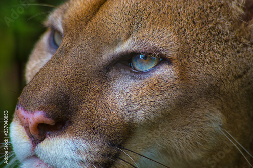 Photography Close up portrait of a Puma or Cougar with blue eyes
