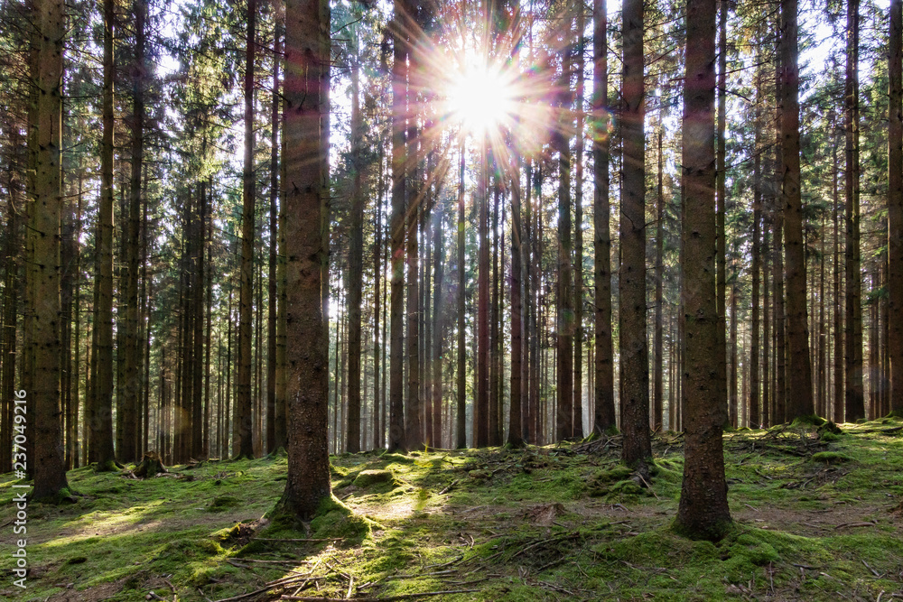 Obraz premium Von Licht durchflutet