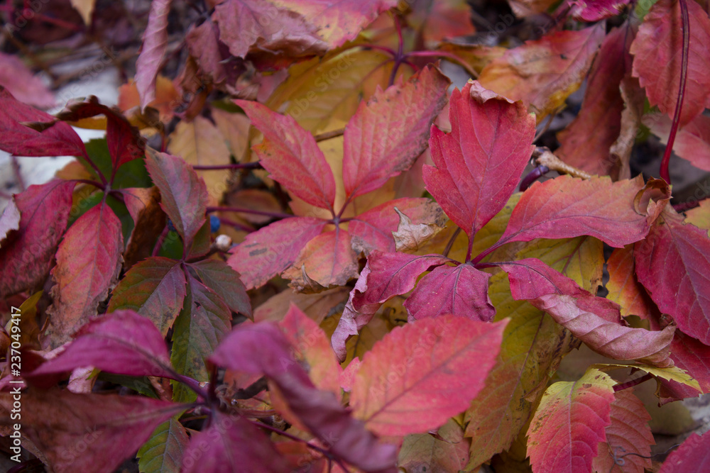 beautiful colorful autumn leaves beautiful colorful autumn leaves