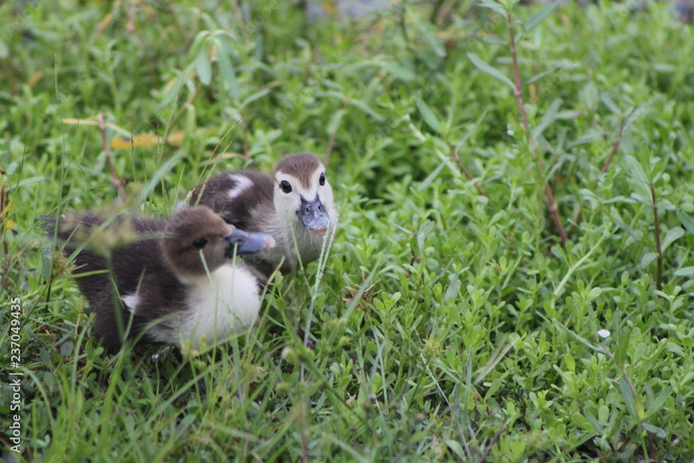 Ducklings Ducklings
