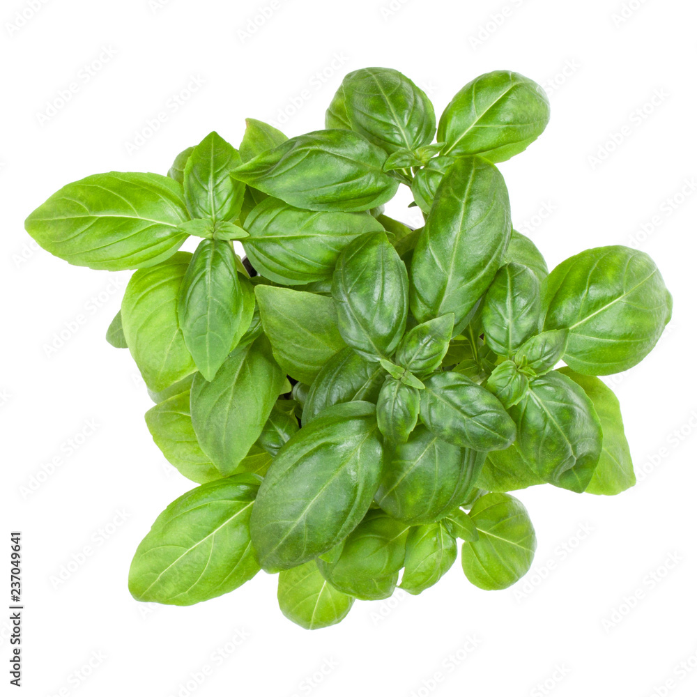 Fresh sweet Genovese basil bouquet isolated on white background cutout. Top view. Fresh sweet Genovese basil bouquet isolated on white background cutout. Top view.