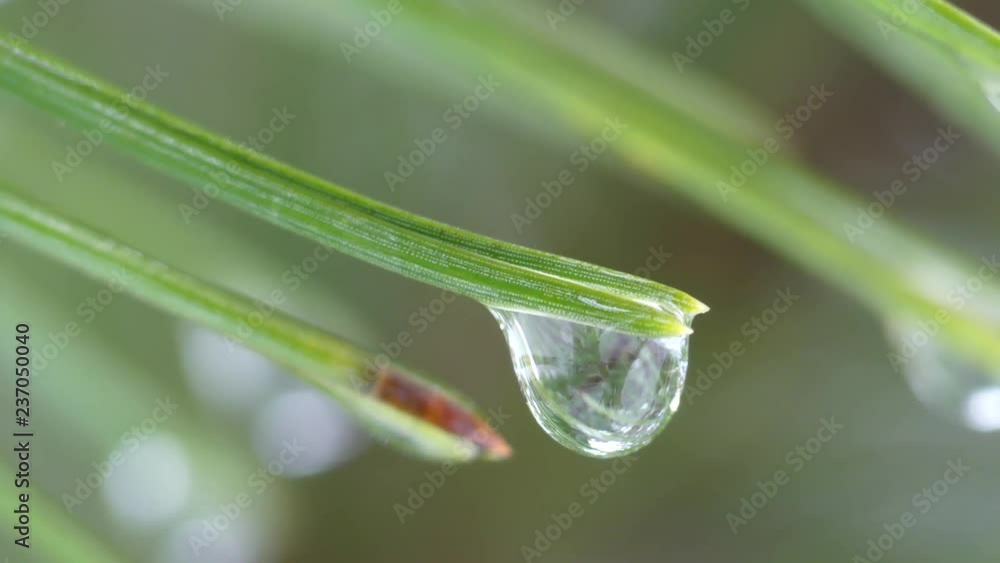 Water drop on needles. Macro of rain drop. Water drop on needles. Macro of rain drop.